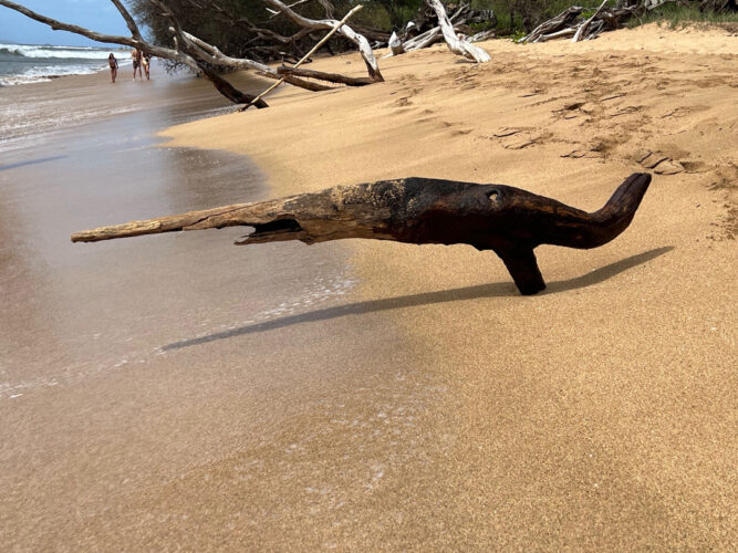 Send your best photos from Maui County to mauiphotos@mauinews.com for a chance to see them featured on our website and in our weekly print edition.